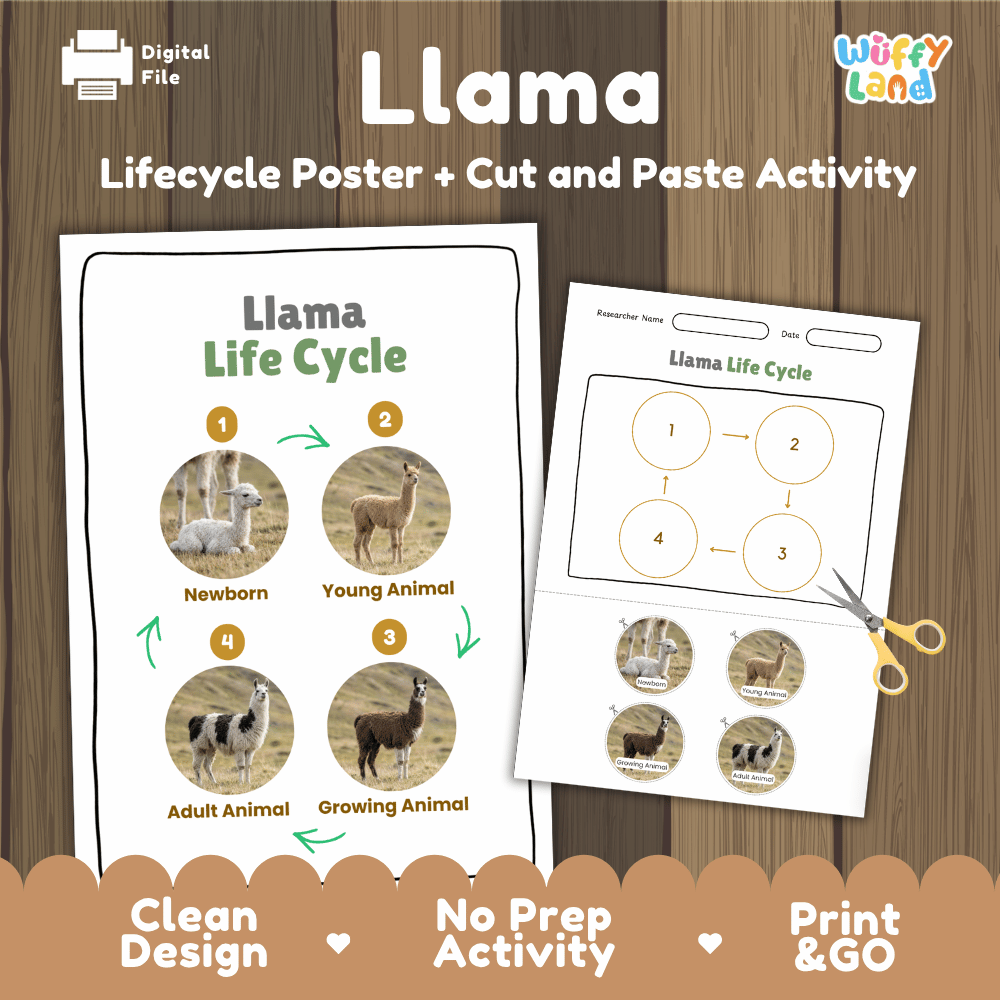 Llama Life Cycle Poster and Cut and Paste Activity Worksheets