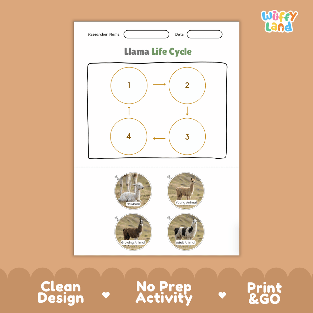 Llama Life Cycle Poster and Cut and Paste Activity Worksheets