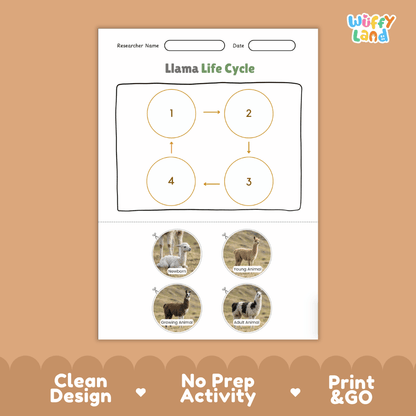Llama Life Cycle Poster and Cut and Paste Activity Worksheets
