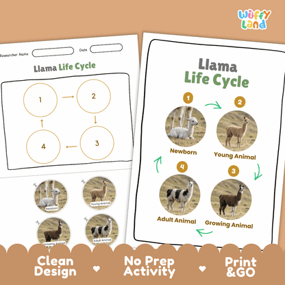 Llama Life Cycle Poster and Cut and Paste Activity Worksheets