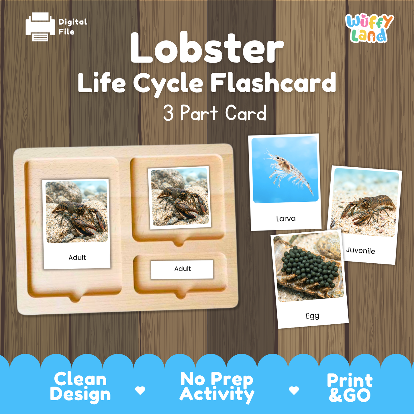 Lobster Life Cycle Flashcards - Montessori 3 Part Cards Printable Activity