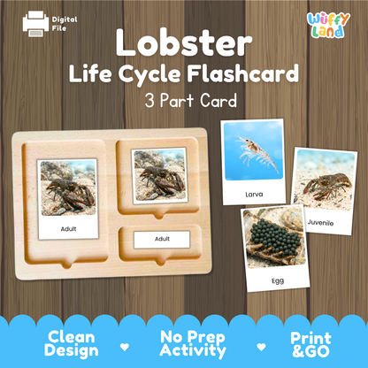 Lobster Life Cycle Flashcards - Montessori 3 Part Cards Printable Activity