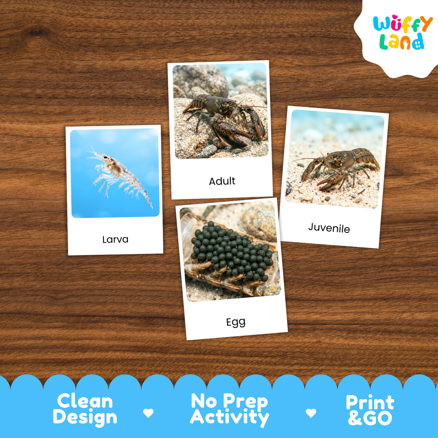 Four educational marine life flashcards showing a larva, adult lobster, juvenile lobster, and egg, arranged on a wooden table. The brand logo 'Wuffy Land' is visible in the top right corner, and a decorative banner at the bottom highlights 'Clean Design', 'No Prep Activity', and 'Print & GO'.