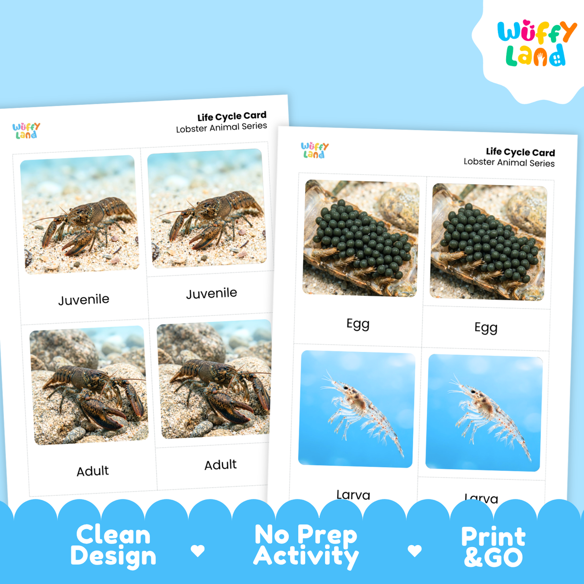 Two printed life cycle cards for lobster animal series shown on a light blue background. The cards feature labeled photos of a lobster crab, egg, larva, and adult, with the Wuffy Land logo and text badges reading Clean Design, No Prep Activity, and Print & Go.