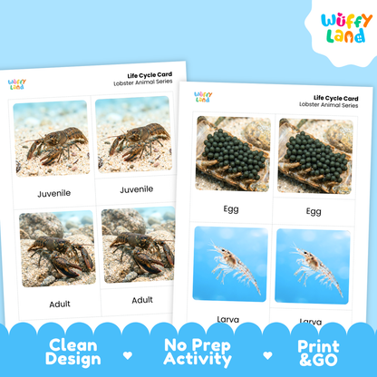 Two printed life cycle cards for lobster animal series shown on a light blue background. The cards feature labeled photos of a lobster crab, egg, larva, and adult, with the Wuffy Land logo and text badges reading Clean Design, No Prep Activity, and Print & Go.