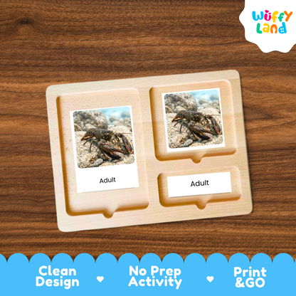 A wooden two-compartment activity board from Duffy Land, featuring printed cards with a picture of an adult crab and the word 'Adult'. The board is displayed on a dark wood background with a blue promotional banner at the bottom highlighting key features.