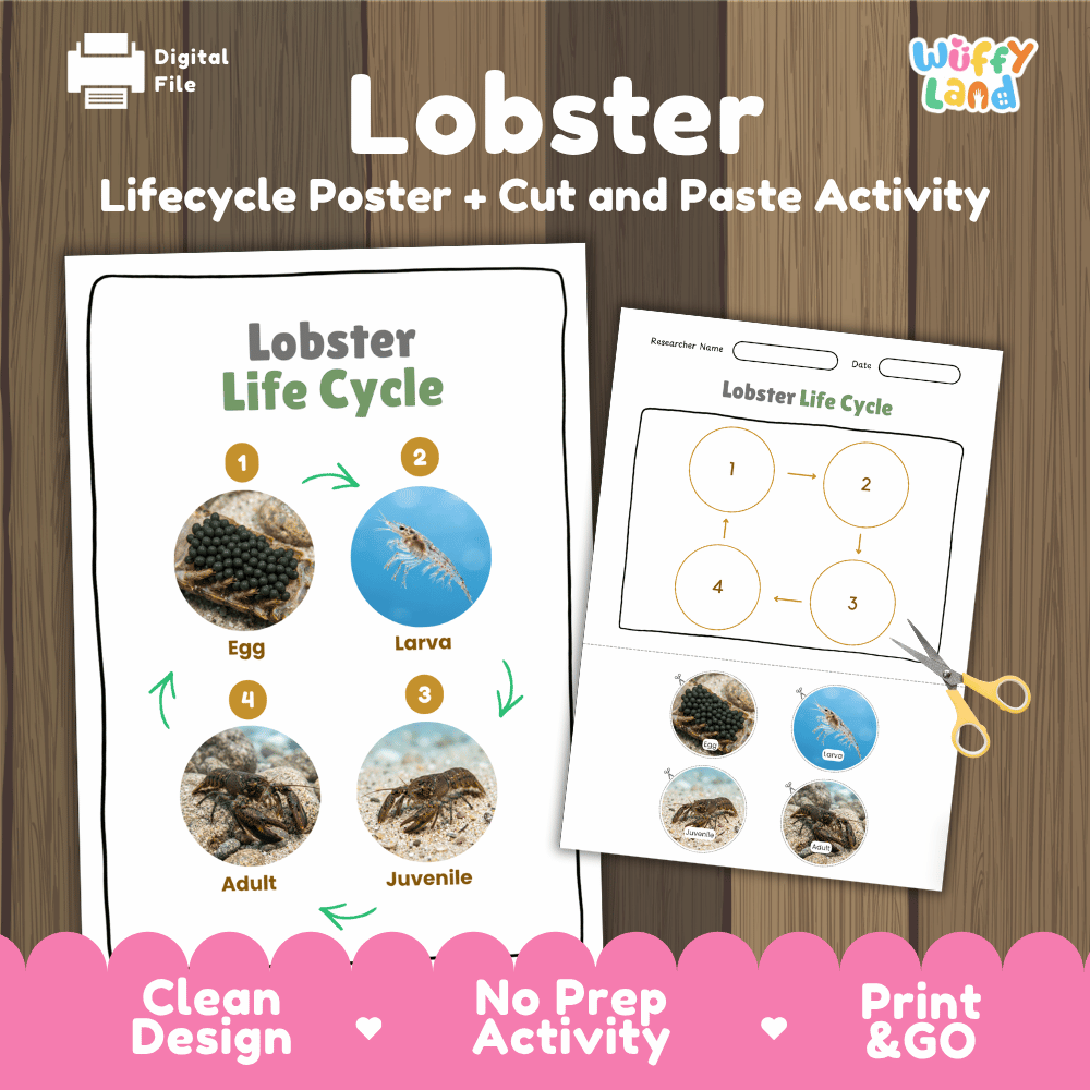 Lobster Life Cycle Poster and Cut and Paste Activity Worksheets