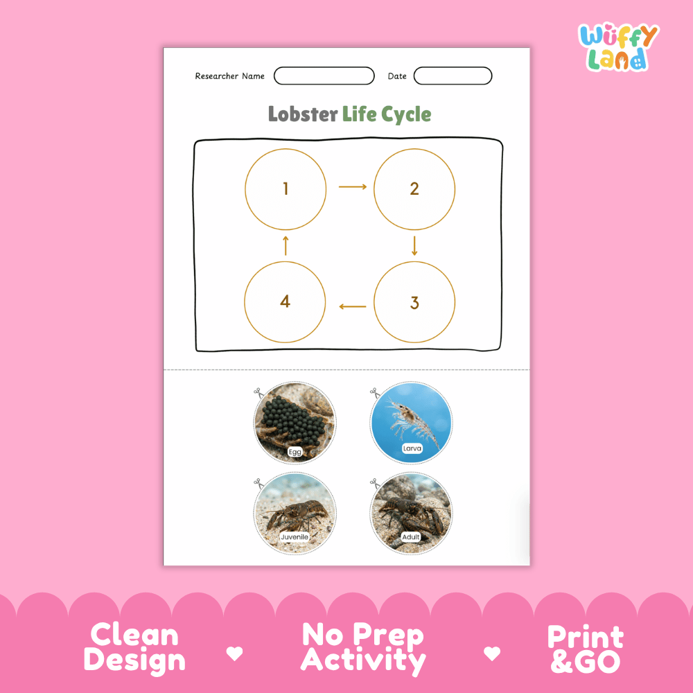 Lobster Life Cycle Poster and Cut and Paste Activity Worksheets