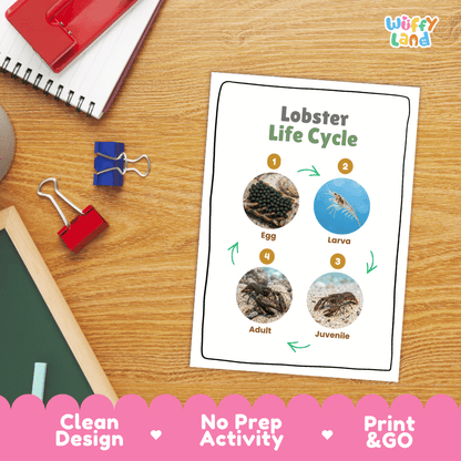 Lobster Life Cycle Poster and Cut and Paste Activity Worksheets