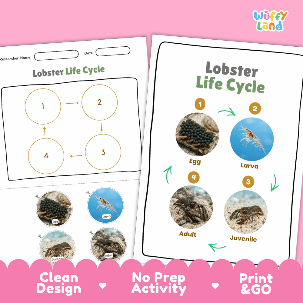 Lobster Life Cycle Poster and Cut and Paste Activity Worksheets
