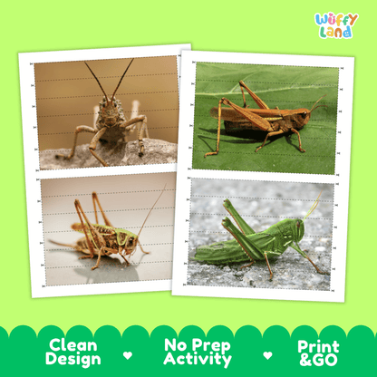 Locust Cut and Match Activity Printables Worksheets