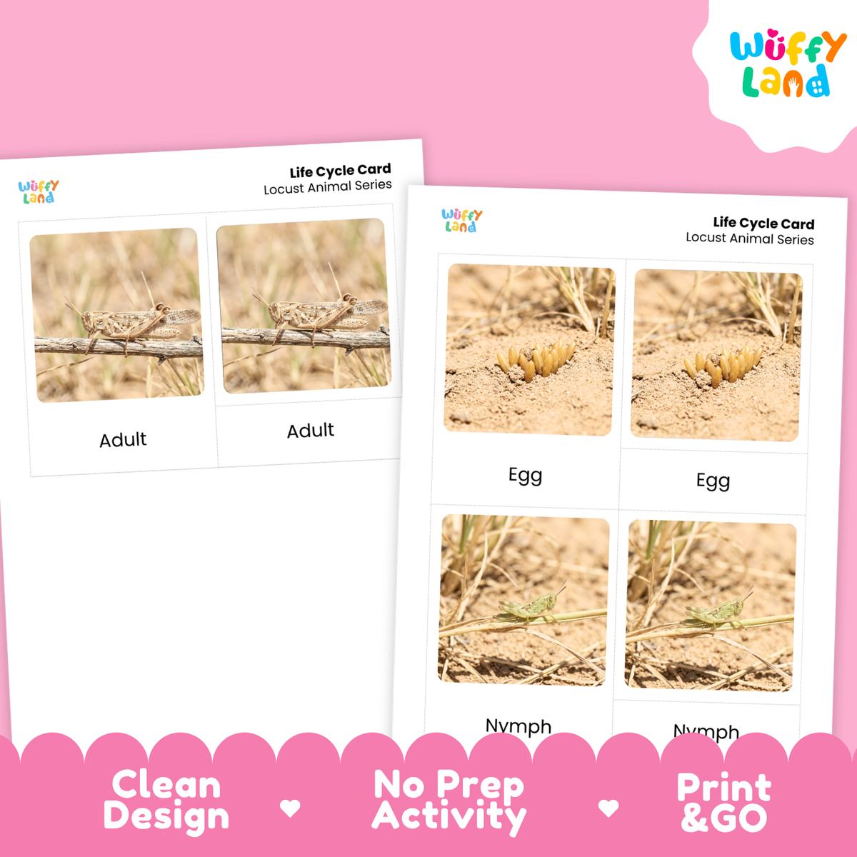 Locust Life Cycle Flashcard 3 Part Cards Science Activity Printable