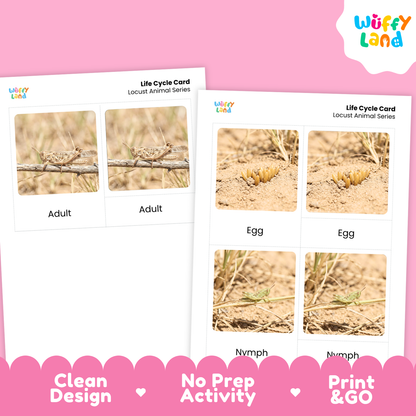 Locust Life Cycle Flashcard 3 Part Cards Science Activity Printable