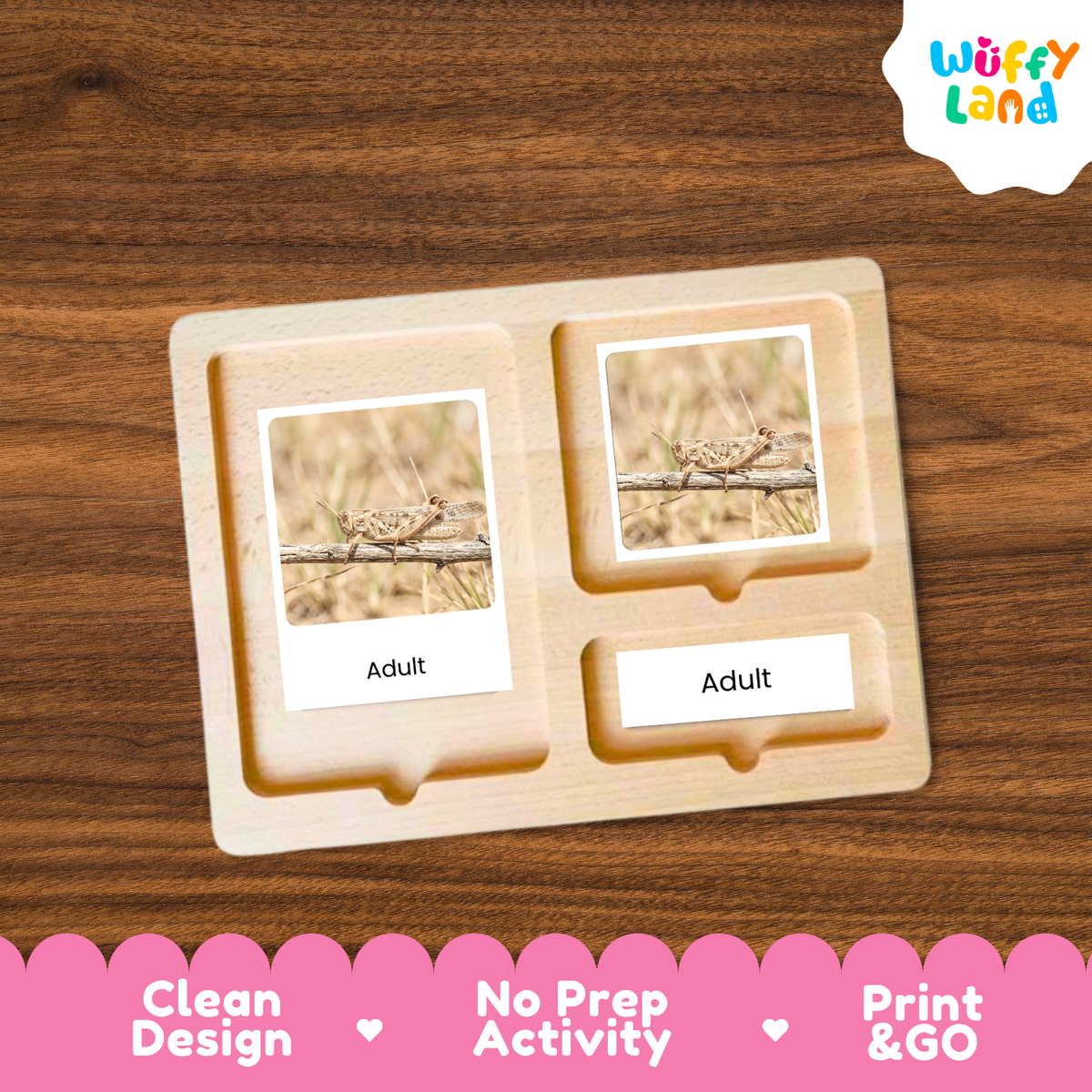 Locust Life Cycle Flashcard 3 Part Cards Science Activity Printable