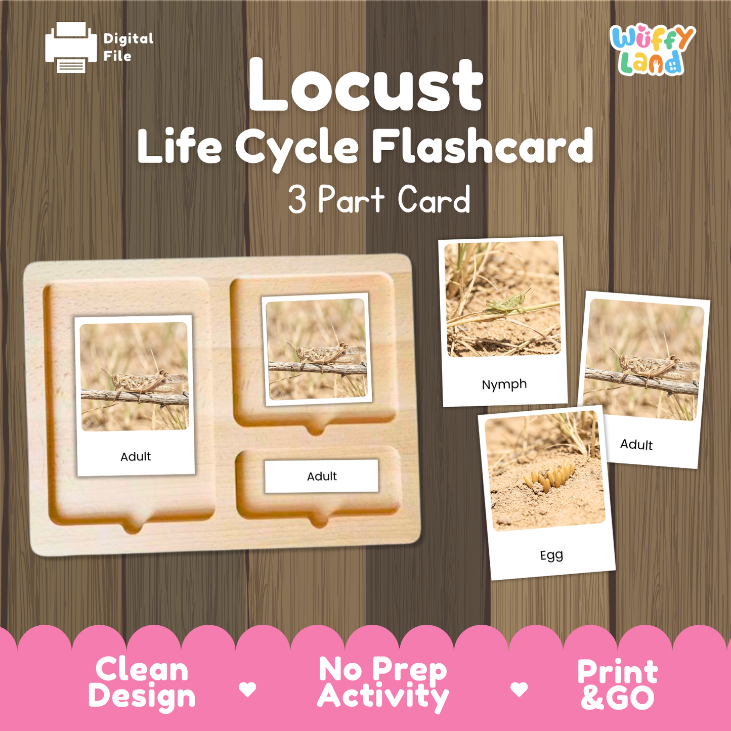 Locust Life Cycle Flashcard 3 Part Cards Science Activity Printable