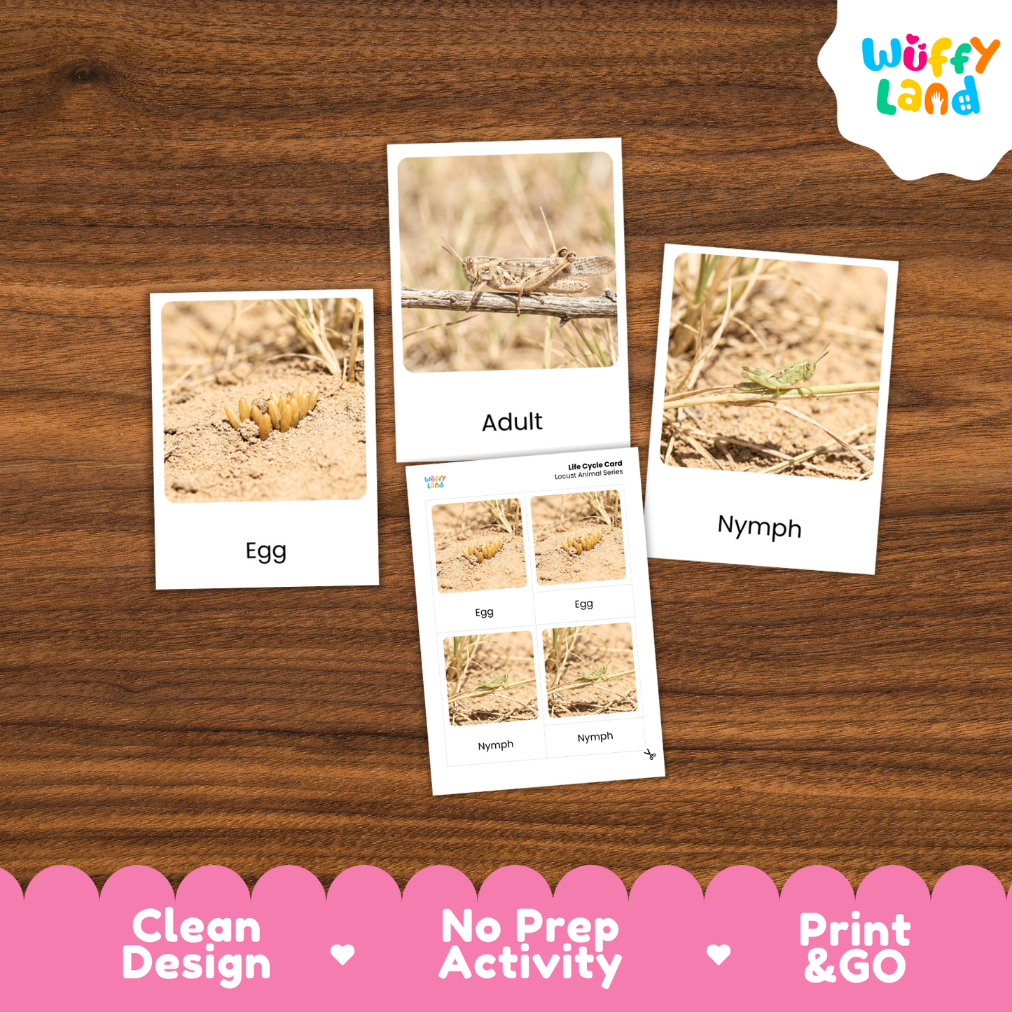 Locust Life Cycle Flashcard 3 Part Cards Science Activity Printable