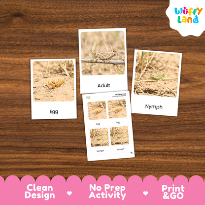 Locust Life Cycle Flashcard 3 Part Cards Science Activity Printable