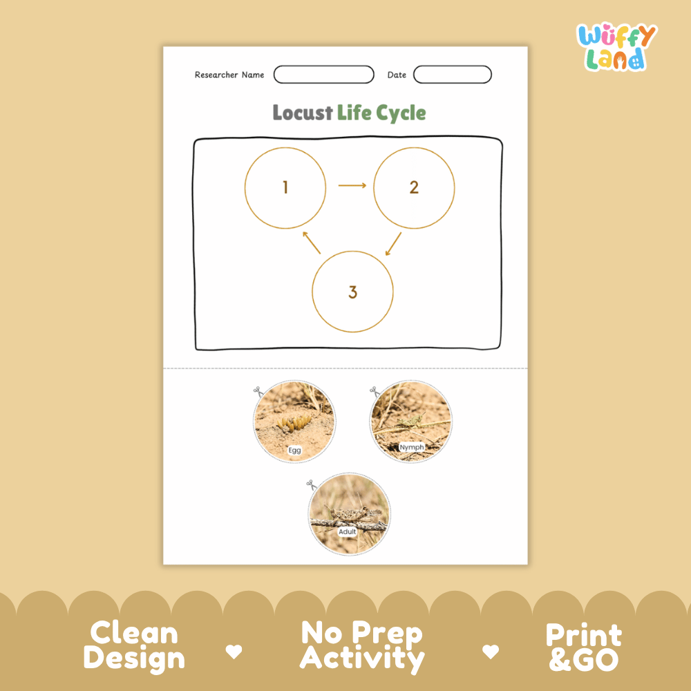 Locust Life Cycle Poster and Cut and Paste Activity Worksheets