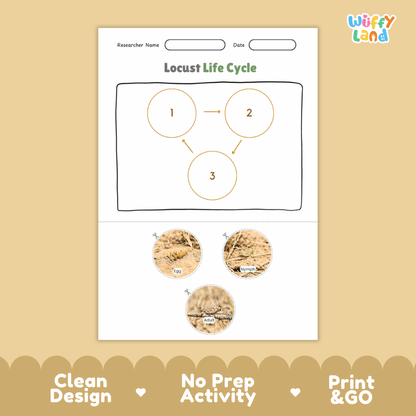 Locust Life Cycle Poster and Cut and Paste Activity Worksheets