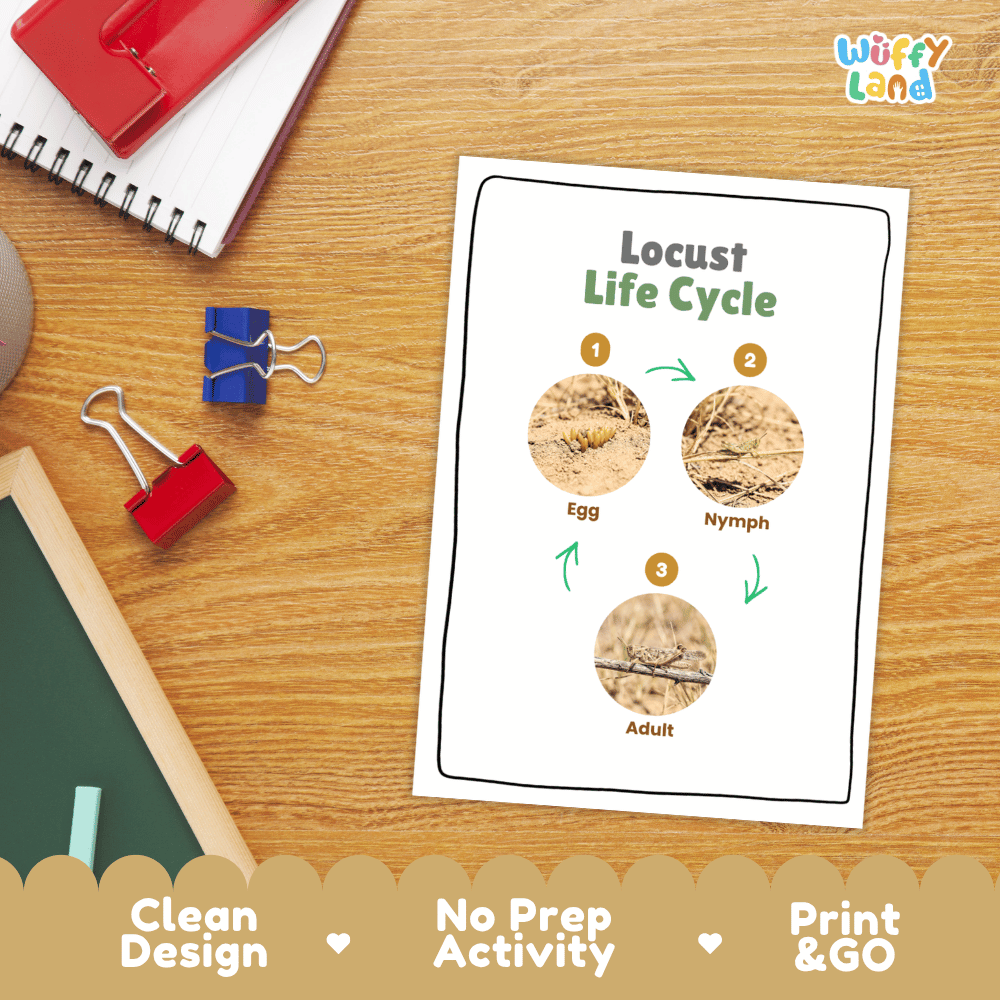 Locust Life Cycle Poster and Cut and Paste Activity Worksheets