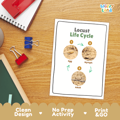 Locust Life Cycle Poster and Cut and Paste Activity Worksheets