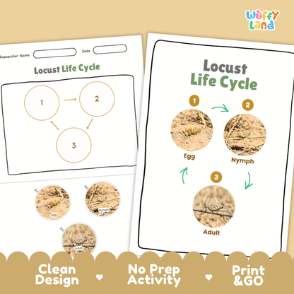 Locust Life Cycle Poster and Cut and Paste Activity Worksheets