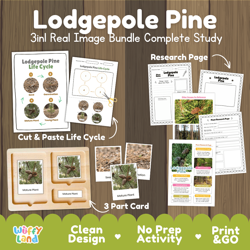 Lodgepole pine tree 3in1 real image bundle complete study printable featuring life cycle cut and paste worksheets, Montessori 3-part cards, and research pages