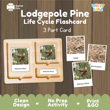 Lodgepole Pine Life Cycle Flashcards | 3 Part Cards Montessori Science Activity