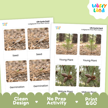 Lodgepole Pine Life Cycle Flashcards | 3 Part Cards Montessori Science Activity