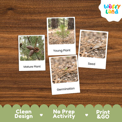Lodgepole Pine Life Cycle Flashcards | 3 Part Cards Montessori Science Activity