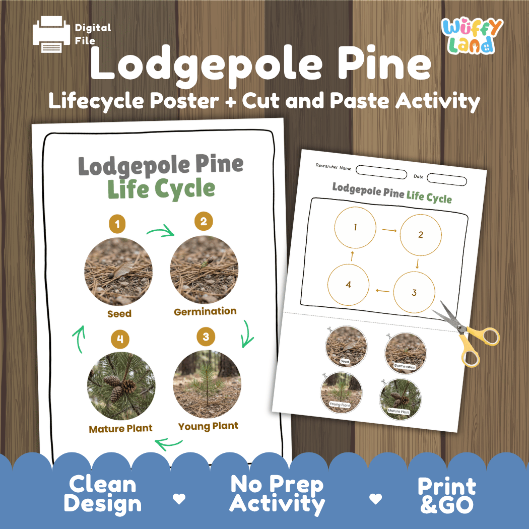 Lodgepole Pine Life Cycle Poster and Cut and Paste Activity Worksheet