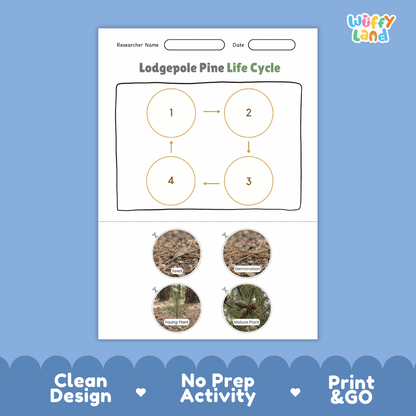 Lodgepole Pine Life Cycle Poster and Cut and Paste Activity Worksheet