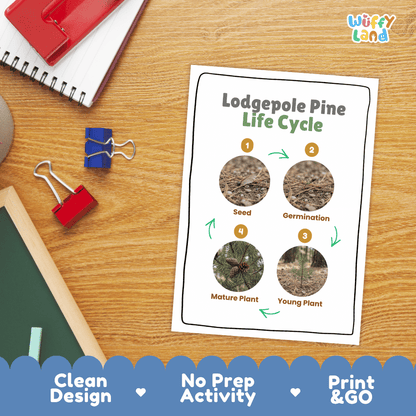 Lodgepole Pine Life Cycle Poster and Cut and Paste Activity Worksheet