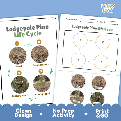 Lodgepole Pine Life Cycle Poster and Cut and Paste Activity Worksheet