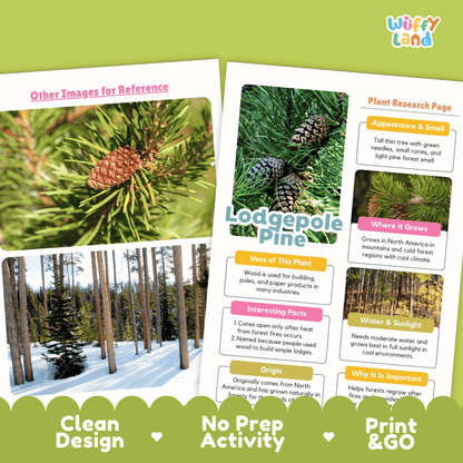 Lodgepole Pine Plant Research Page Worksheets and Fact Sheet