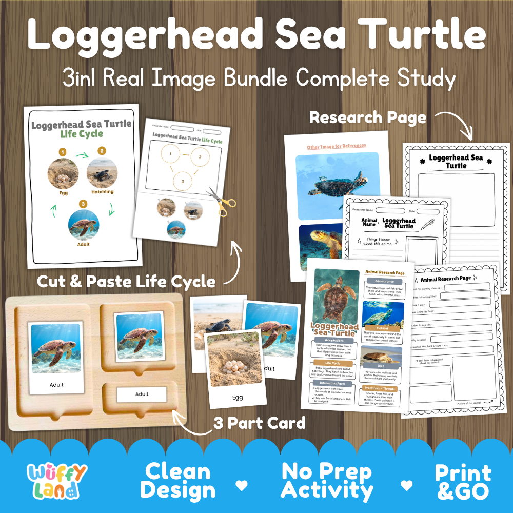 Loggerhead sea turtle 3-in-1 real image bundle complete study cover showing cut and paste life cycle, 3 part cards, and research pages