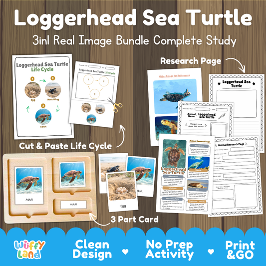 Loggerhead sea turtle 3-in-1 real image bundle complete study cover showing cut and paste life cycle, 3 part cards, and research pages
