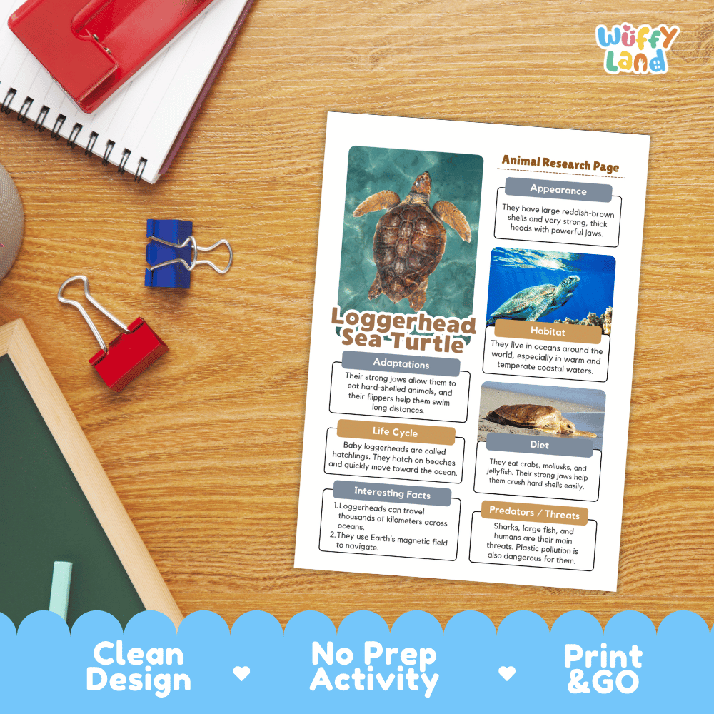 A printed educational activity sheet titled 'Loggerhead Sea Turtle' laid on a wooden desk, surrounded by school supplies including a red notebook, blue binder clips, and a red pencil eraser. The sheet includes animal research pages with turtle photos and text blocks.