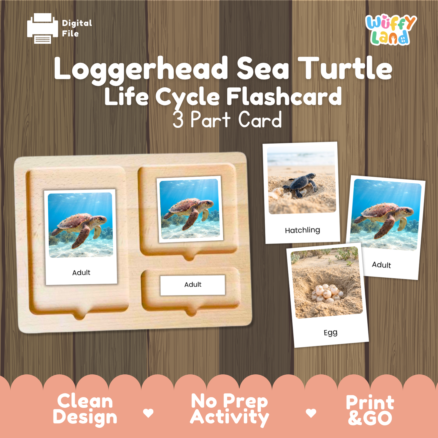 Loggerhead Sea Turtle Life Cycle Flashcards 3 Part Cards Montessori Science Activity