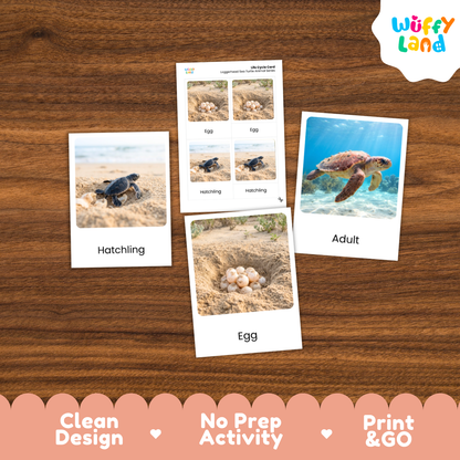 Loggerhead Sea Turtle Life Cycle Flashcards 3 Part Cards Montessori Science Activity