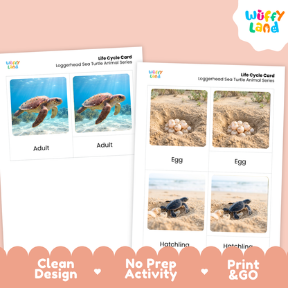 Loggerhead Sea Turtle Life Cycle Flashcards 3 Part Cards Montessori Science Activity