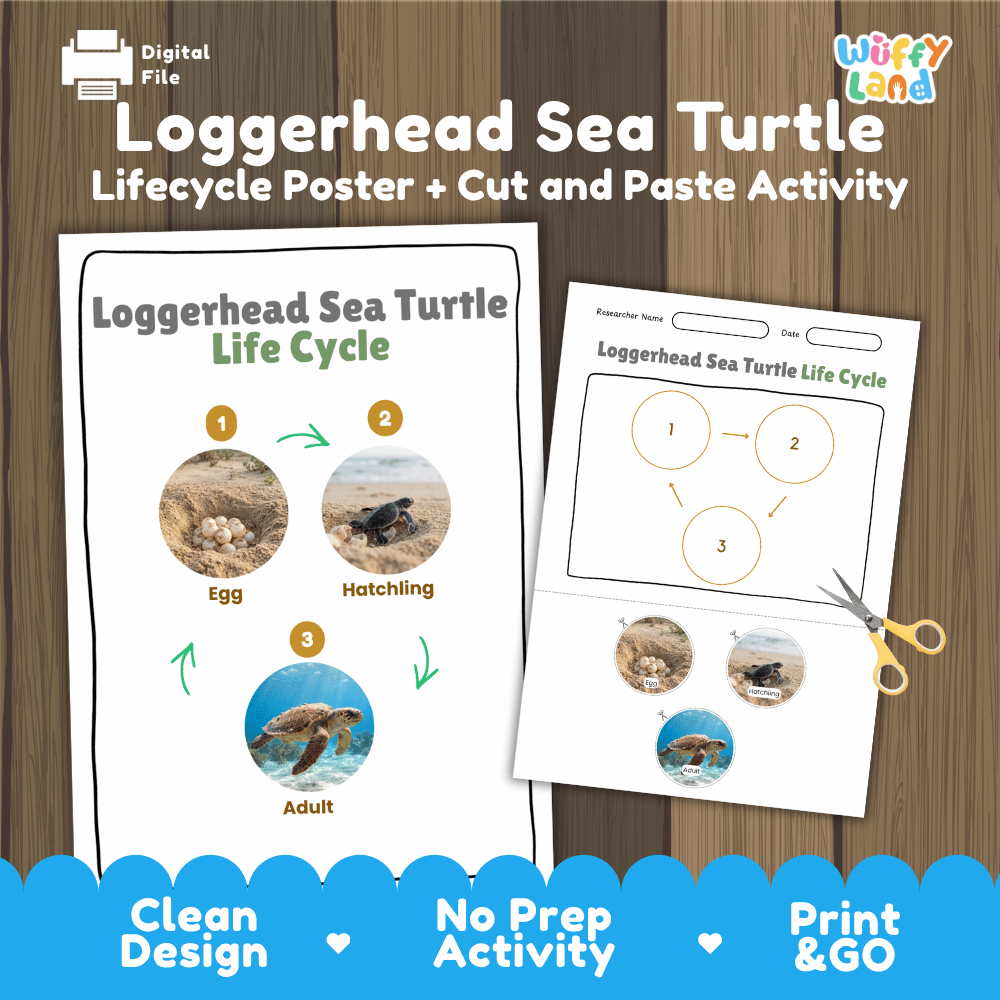 Loggerhead Sea Turtle Life Cycle Poster and Cut and Paste Worksheet Activity