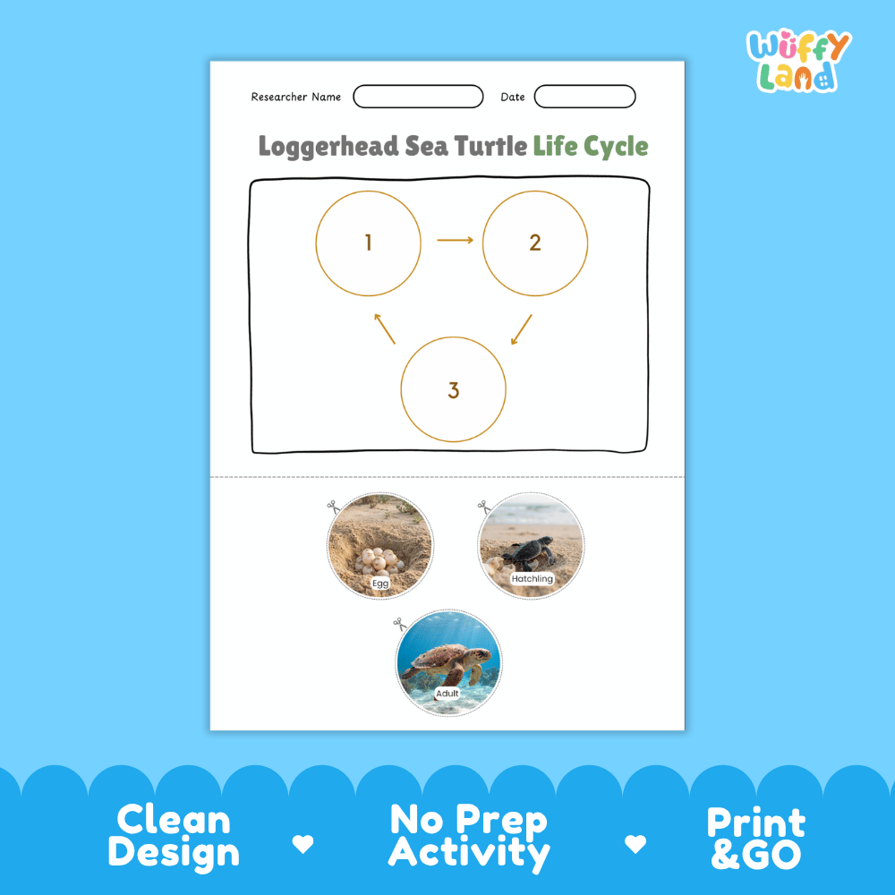 Loggerhead Sea Turtle Life Cycle Poster and Cut and Paste Worksheet Activity