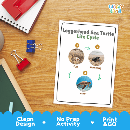 Loggerhead Sea Turtle Life Cycle Poster and Cut and Paste Worksheet Activity