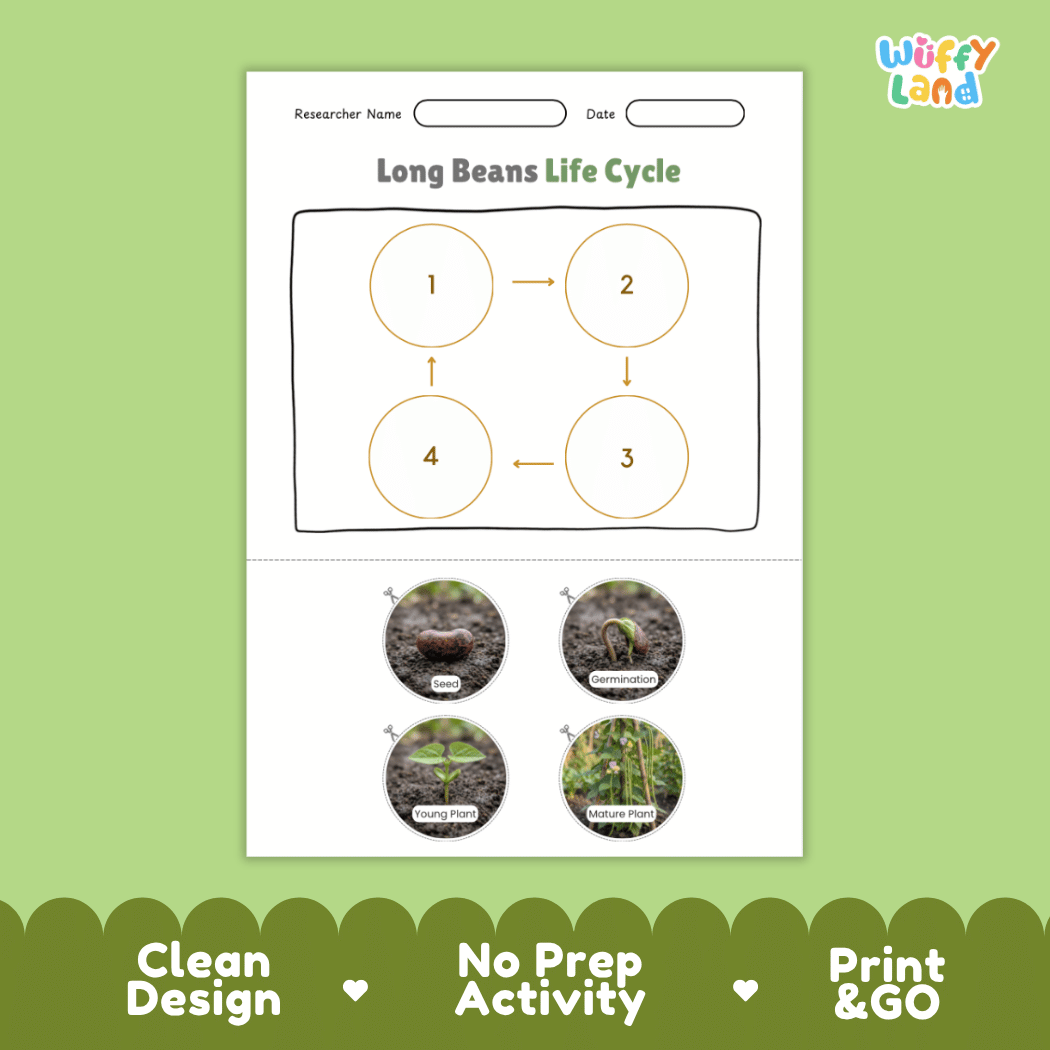 Educational reference poster showing four realistic photo stages of a long beans life cycle including seed, germination, young plant, and mature plant
