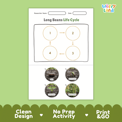 Educational reference poster showing four realistic photo stages of a long beans life cycle including seed, germination, young plant, and mature plant