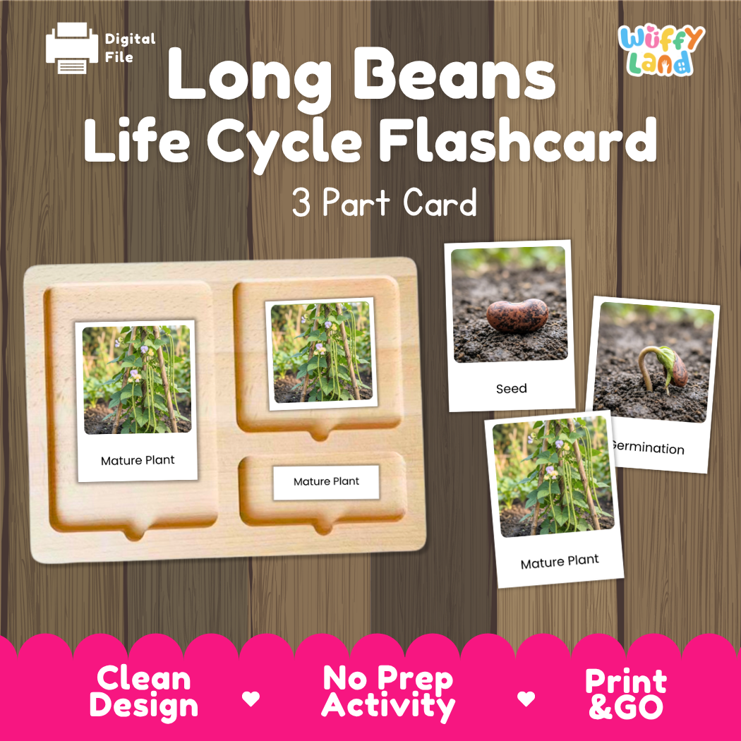 Long Beans Life Cycle Flashcard set by Wiffy Land, featuring a wooden 3-part card tray with labeled sections for seed, germination, and mature plant stages, shown on a wood-grain background with promotional text.