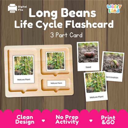 Long Beans Life Cycle Flashcard set by Wiffy Land, featuring a wooden 3-part card tray with labeled sections for seed, germination, and mature plant stages, shown on a wood-grain background with promotional text.