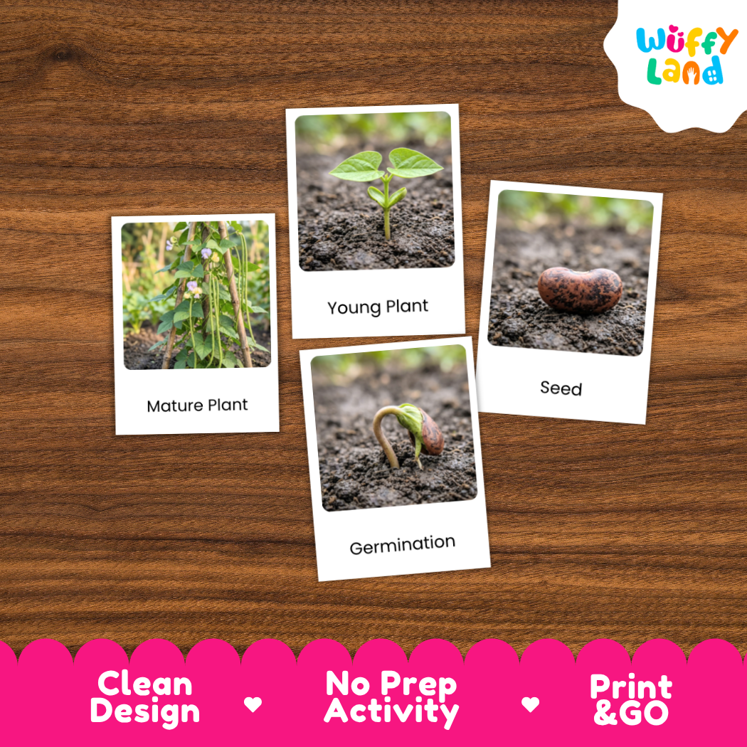 Four educational activity cards about plant germination and seed development arranged on a brown wood-grain background. The cards show labeled photos of a mature plant, a young plant, a seed, and germination.