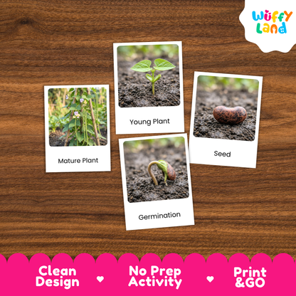 Four educational activity cards about plant germination and seed development arranged on a brown wood-grain background. The cards show labeled photos of a mature plant, a young plant, a seed, and germination.